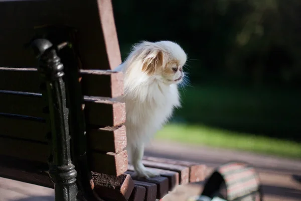 Fluffy white dog Japanese chin on a bench