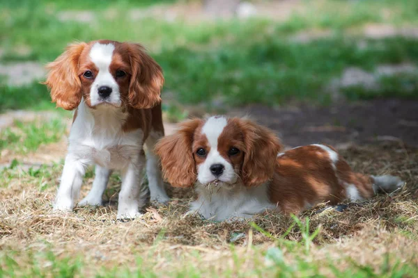 Two young dogs cavalier king charles spaniel sitting on the gras