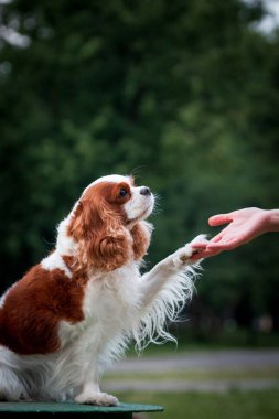 Köpek süvari kralı Charles Spaniel patini veriyor.