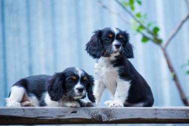 İki süvari kralı Charles Spaniel bankta oturuyor.