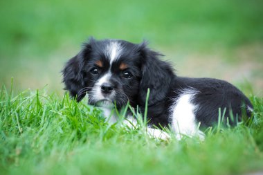 Şövalye Kral Charles, yeşil çimlerde köpek yavrusu.