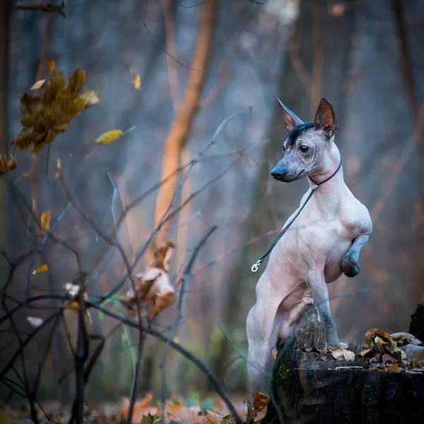 Xolo dog breed (Xoloitzcuintle, Mexican hairless), in a forest o