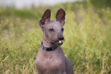 Komik xolo kuçu (xoloitzcuintle, meksikalı tüysüz)