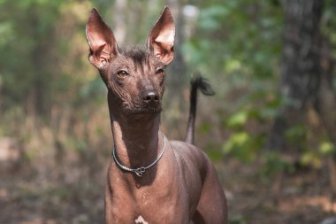 Xolo köpek cinsi (Xoloitzcuintle, Meksikalı tüysüz) bir yaz mevsiminde