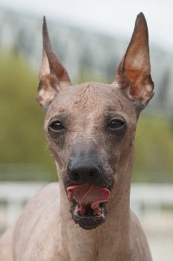 Portrait with tongue dog breed Peruvian Hairless Dog (Peruvian I clipart