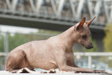 Peru Kılsız Köpeği (Peru İnka Orkidesi, Saç