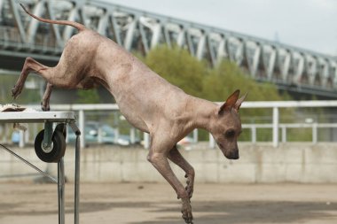 Zıplayan köpek cinsi Peru tüysüz köpeği (Peru İnka Orkidesi, H