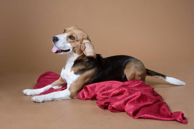 Bej bir arka planda yatan av köpeği.