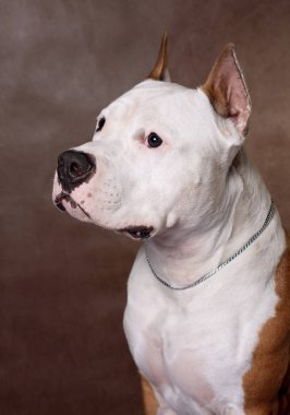 Kahverengi arka planda American Staffordshire Terrier köpeği
