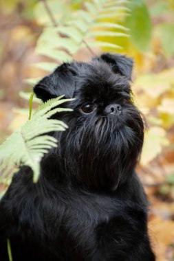 Eğreltiotlu Belçika Griffon köpeği portresi