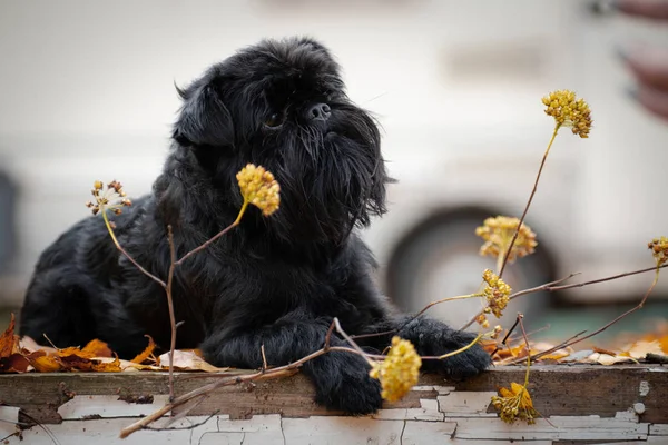 Belgian Griffon dog with a dry plant