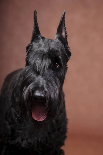 Portrait of a Giant Schnauzer dog, with expressive eye, on brown