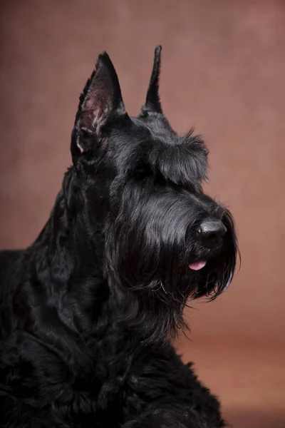 Giant Schnauzer dog portrait on brown background