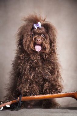 Rus kahverengi kıvırcık köpeği Balalayka yakınlarında