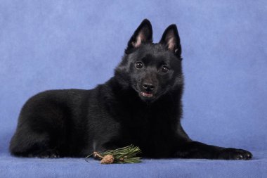 Siyah tüylü köpek Schipperke mavi bir sırt üstü uzanıyor.