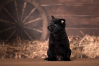 Schipperke cinsinin küçük siyah köpek yavrusu arka planda oturuyor.