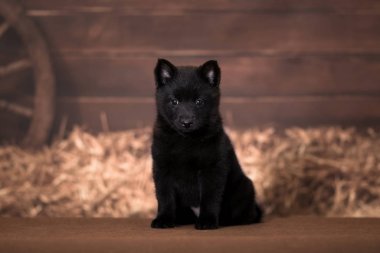 Schipperke cinsinin küçük siyah köpek yavrusu arka planda oturuyor.