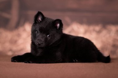 Schipperke cinsinin küçük siyah köpek yavrusu arka planda yatıyor.