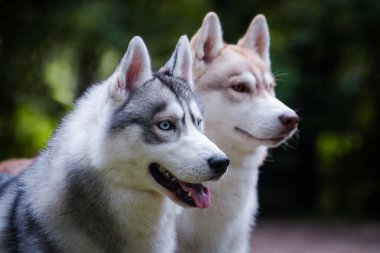 Kırmızı ve gri köpekli, portre.