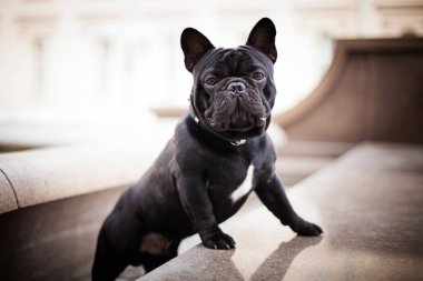 Siyah bulldog Fransız bulldog 'u arka planda poz veriyor. 