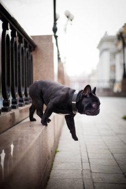 Black French Bulldog jumps in the center of Moscow clipart