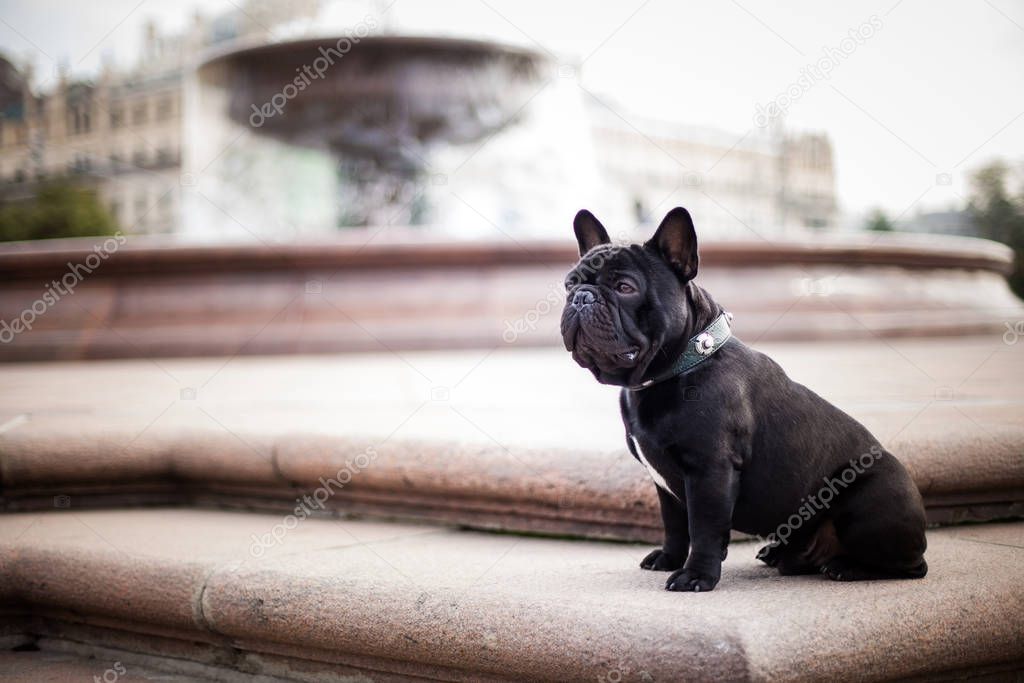 French bulldogs, like people, like to be photographed at the fou