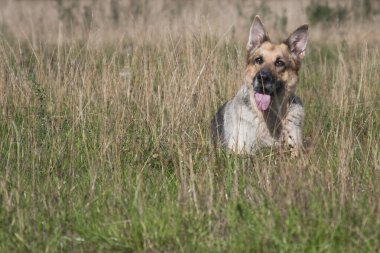 Alman çoban köpeği tarlada çimlerin arasında yatıyor.