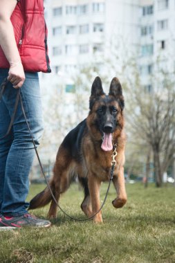 Kentsel çevrede köpek yürüyüşü