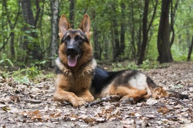 Köpek, ormanda yatan Alman çoban köpeği yetiştirir.