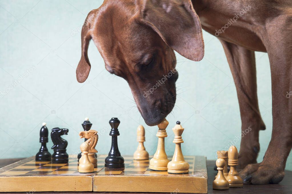 Trained Rhodesian Ridgeback dog plays chess