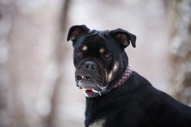 Kışın siyah ve bronz olan Cadebo cinsinin köpeği,