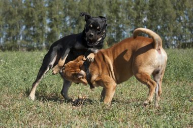 Two cadebo dogs fight and play in the field in summer