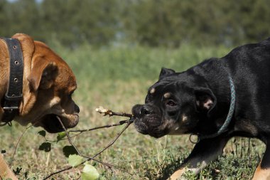 Two cadebo dogs share a branch