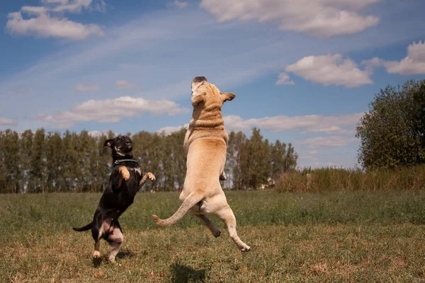 Two Cadebo Dogs Jump and Fly