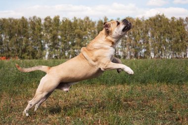 Köpek çifti Cadebo, yazın hızla yeşil çimlerin arasına atlıyor.