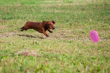 Kızıl saçlı dachshund pembe bir frizbi tabağının peşinden koşar ve yerden havalanır.