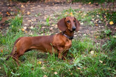 Kızıl saçlı köpek Dachshund, sonbahar ormanlarında yeşil çimlerin üzerinde duruyor.