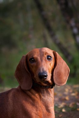 Bir Dachshund köpeğinin bir sonbahar ormanında açık havada kemiren portresinin fotoğrafı.
