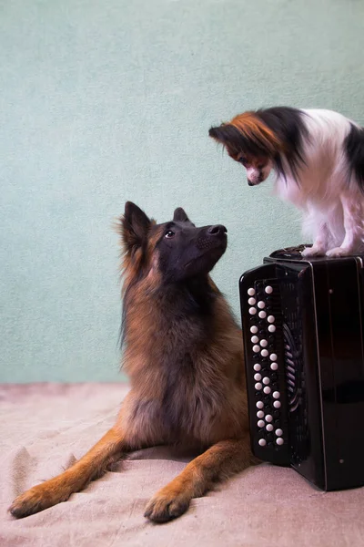 A trained, large dog of the breed Tervuren next to a small dog of the breed Papillon next to the musical instrument button accordion on the floor indoors