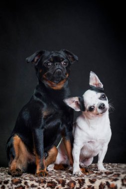 Piti Brabancon cinsinden siyah bir köpek ve Chihuahua cinsinden beyaz bir köpek stüdyoda siyah bir arka planda kaplan kumu üzerinde oturuyorlar.