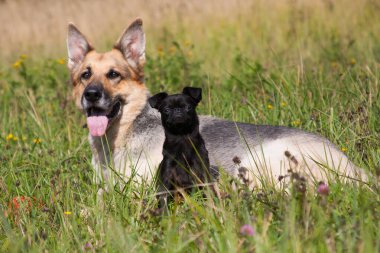Alman çoban köpeği çifti, ve Brabancon, yazın açık yeşil çimlerin üzerinde oturuyor.