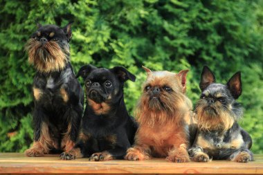 Dört sevimli köpek, Griffon ve Brabancon cinsi, kırmızı ve siyah, kulübenin dışındaki bankta oturuyorlar.