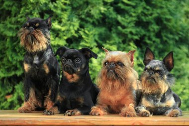 Dört sevimli köpek, Griffon ve Brabancon cinsi, kırmızı ve siyah, kulübenin dışındaki bankta oturuyorlar.