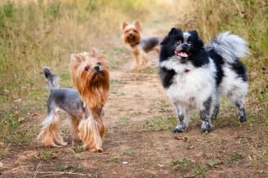 Küçük köpekler, Spitz ve Yorkshire Teriyerleri, yazın yürüyüşe çıkarlar.