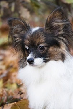 Papillon (Continental Toy Spaniel) türünün beyaz-siyah-kırmızı köpeği bir sonbahar arka planında resmedilmiştir.