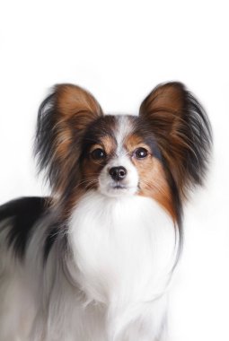 Beyaz-siyah-kızıl papillon cins köpek (kıtasal oyuncak spaniel), stüdyodaki beyaz arka planda.