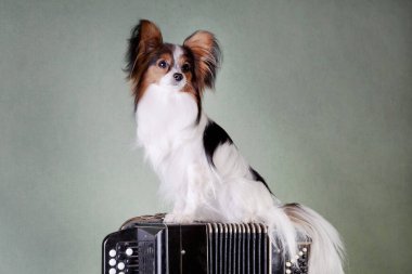 Papillon cinsinin beyaz-siyah-kırmızı köpeği (Continental oyuncak spaniel) stüdyoda yeşil bir arka planda bir düğme akordeon müzik aletinin üzerinde oturur.