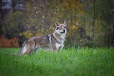 Gri köpek, Çekoslovakya kurt köpeği (Çekoslovakya kurt köpeği) yazın çimlerin üzerinde durur.
