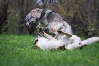 Çekoslovakya kurt köpeğinin iki köpeği doğada, açık havada, yeşil çimlerde çiftleşip zıplıyorlar..
