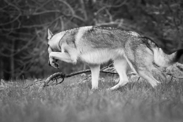 A gray dog of the Czechoslovakian wolfdog breed (Czechoslovakian wolves dog) steps over the branch, outdoors, in the summer. Black and white photo